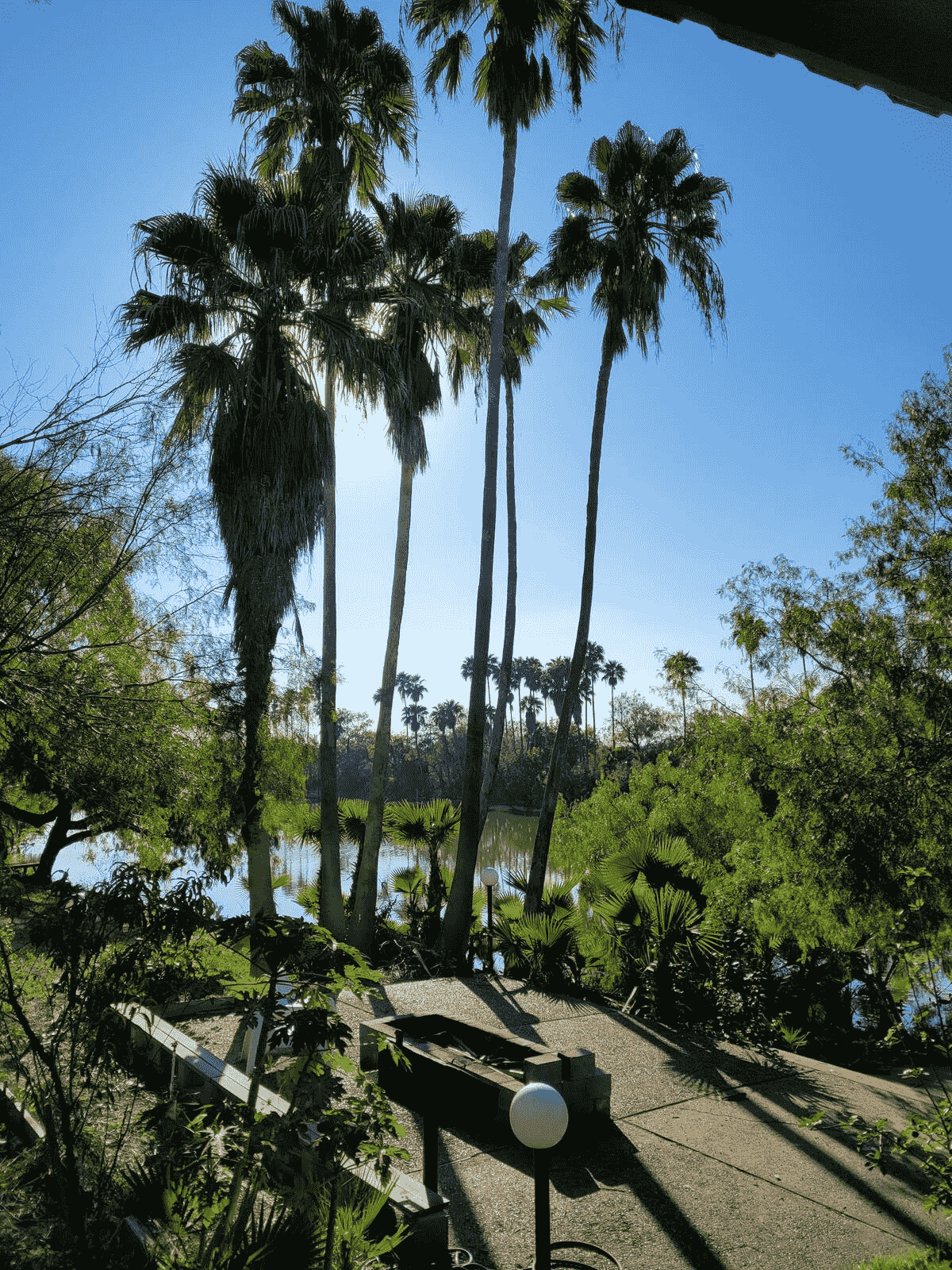 palms tree over a lake partially covering the sun